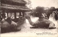CPA Marseille Exposition coloniale 1922 Palais de l'AoF Les chameaux Camel