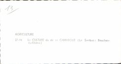 Agriculture - La Culture du Riz en Camargue - Le Sambuc - CPSM