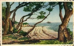 CPA Island of Noirmoutier Wood of Chaize