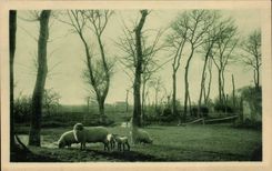 CPA die Vendee Maraichine Schafe mit der Pilgerfahrt