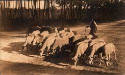 CPA the Moors Herd of sheep on the main road Bordeaux Bayonne