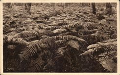 CPA moors of Gascogne ferns