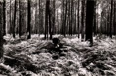 CPSM the Moor In the drill giant ferns