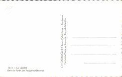 CPSM the Moor In the drill giant ferns