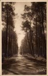 CPA Paysage landais a road in the drill of pines
