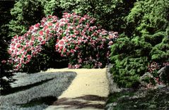 CPSM Chateauneuf on the Loire Rhododendrons