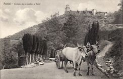 Italia - Italy - Italy - Assisi - Veduta del Castello have Northern - cow - cow - CPA