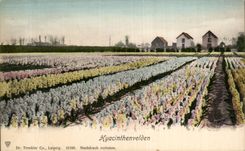 CPA the Netherlands Hyacinthenvelden