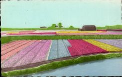CPA Pays Bas Les champs des fleurs hollandais