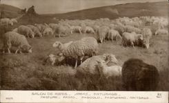 CPA Fantaisie Paris Salon Amaas Paturage Mouton sheep