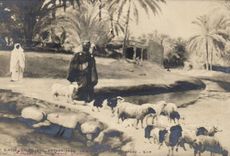 CPA Fantaisie Salon 1901 Anthonissen Le berger et son troupeau Moutons