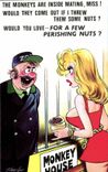 Humour - Illustration - The monkeys are mating miss- CPA 