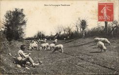 CPA In the Vendean countryside Sheep Shepherd Folklore