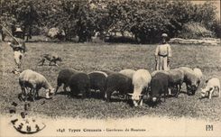 Standard CPA creusois Gardeuse of sheep Breeding Hollow