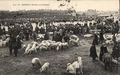 CPA Rennes Market with cattle Pigs Pigs TOP
