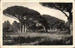 CPA Umbrella pines of Esterel