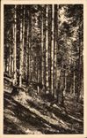 Luchon Super Bagneres - Splendid forest of fir trees - Soft France - CPA