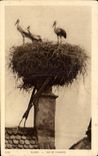 CPA Alsace Nest of storks