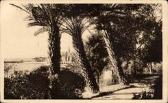 CPA Menton the city seen through the palm trees