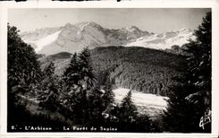 CPA Arbison the forest of fir trees