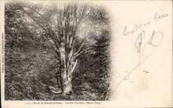 CPA Fontainebleau fire artifice (Worn Mount)