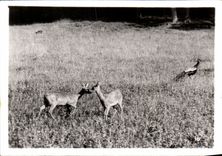 CPSM By zoological Cleres zoo