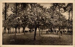 Rouen - the Field St Marc on the road of Rouen - Soft France - Yvon - CPA