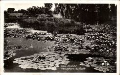 Vichy - Nenuphars du Golf - CPA