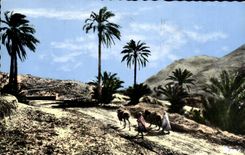 Africa - Arfrica - Southern Types of the Track - Camel - Camel - CPA