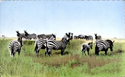 Africa - Africa - African wildlife - Herd of Zebra - Streaked - CPA