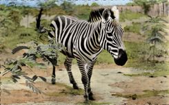 Africa - Africa - African wildlife - Zebra - Streaked - CPA