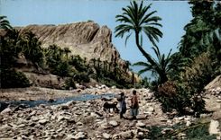 Afrique - Africa - Un Joli Coin de l Oued et de l Oasis - CPA