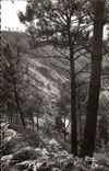 CPSM St Leonard des Bois Versant du Haut Fourche