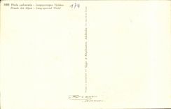 Fleurs Pensee des Alpes - Pansy - CPA 