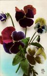Fleurs Pensee - Pansy - CPA 