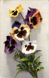 Fleurs Pensee - Pansy - CPA 