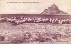 Le Mont Saint Michel - Moutons - Pres Sales des Greves - CPA 
