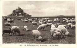 Le Mont Saint Michel - Les Pres Sales - Les Moutons - CPA 