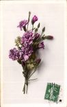 Fleurs Oeillet - Carnation - CPA 