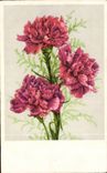 Fleurs Oeillet - Carnation - CPA 