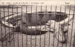 CPA Lyon Park of the head but the caimans Crocodile