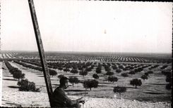 CPSM Tunisia Sfax the forest of the olive-trees