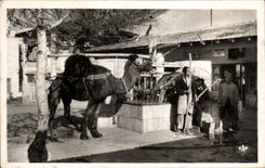 CPSM Tunisia Marsa the camel of Saf Saf