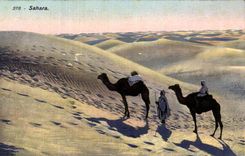 CPA Tunisie Sahara desert Chameau Camel 