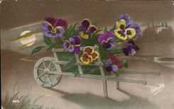 Fleurs Pensee - Pansy - CPA 