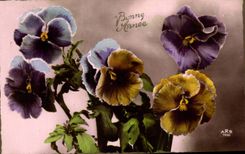 Fleurs Pensee - Pansy - Bonnee Annee - CPA 