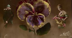 Fleurs Pensee - Pansy - militaria - soldat - femme - CPA 