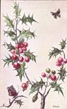 Festivals - Wishes - Happy New Year - houx - holly insects - CPA