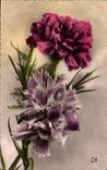 Fleur Oeillet - Carnation - CPA 