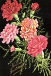 Fleurs Oeillet - Carnation - CPA 